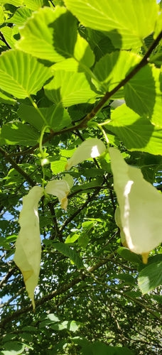 Silber-Linde — Bild 1 von 8