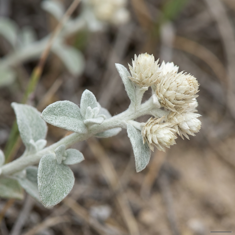 Silber-Strohblume