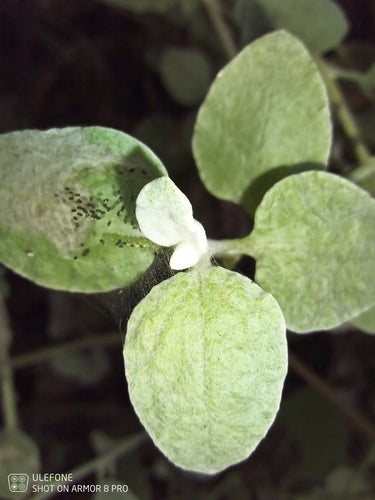 Silber-Strohblume — Bild 5