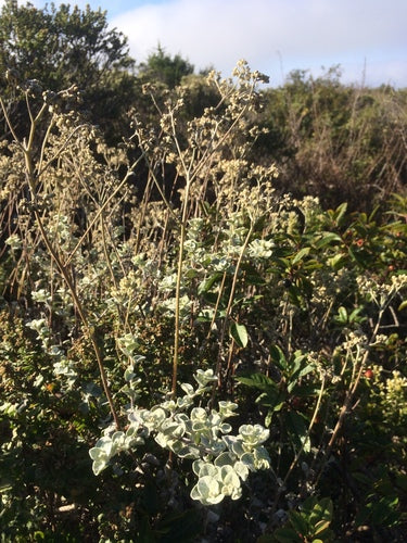 Silber-Strohblume — Bild 3