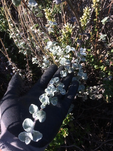 Silber-Strohblume — Bild 2
