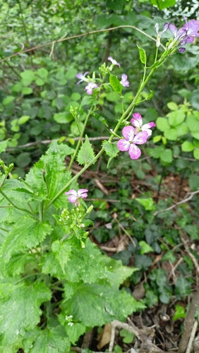 Silberblatt — Bild 3
