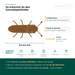 Steckbrief Getreideplattkäfer: 2,5–3,5 mm, flach, braun, 6 Zähnchen an jeder Seite des Halsschilds, Befall in Müsli, Mehl, Nüssen und Tierfutter