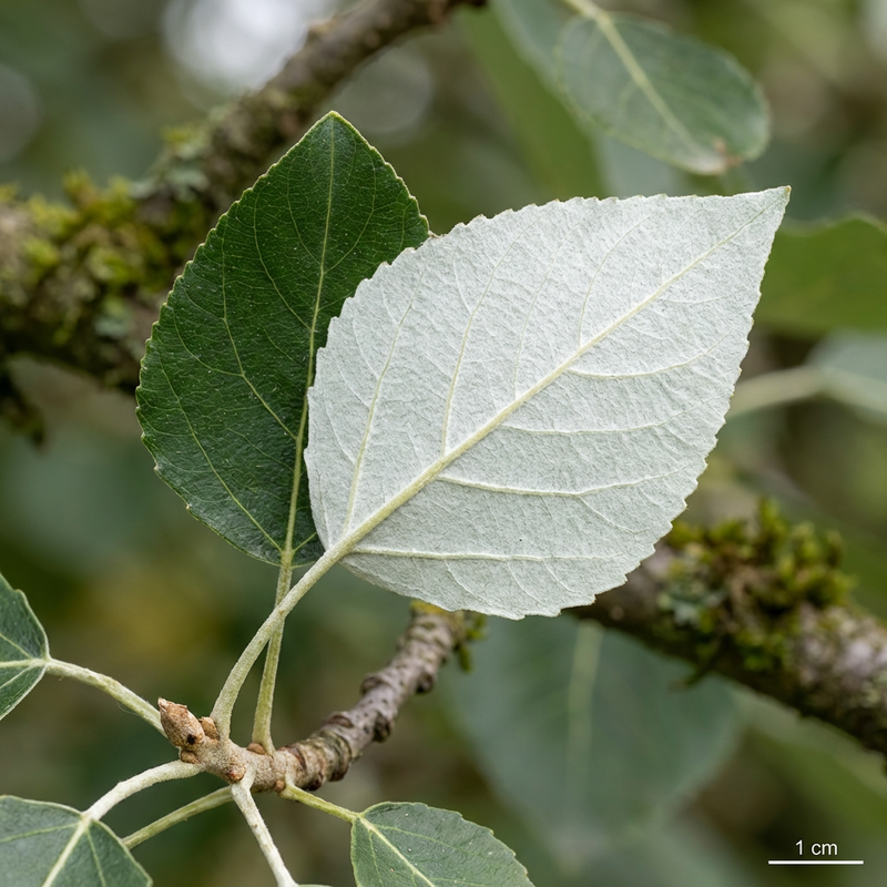 Silberpappel