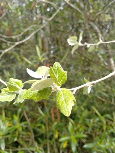 Silberpappel — Bild 4