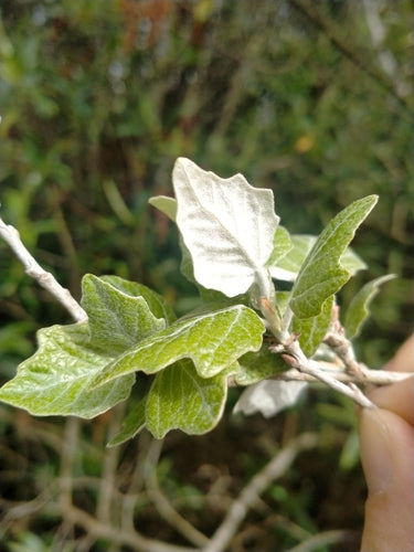 Silberpappel — Bild 3