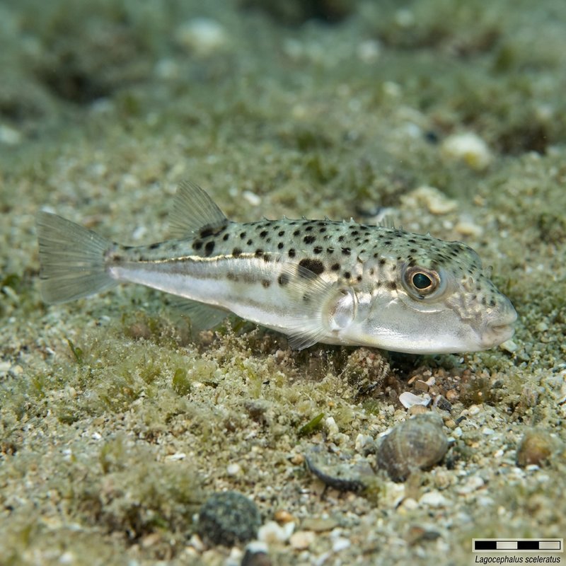 Silberstreifen-Kugelfisch