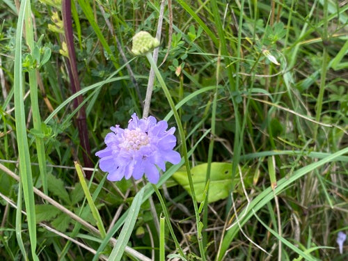 Skabiose — Bild 5
