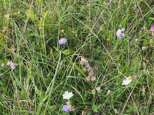 Skabiose — Bild 4