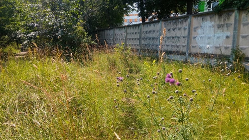 Skabiosen-Flockenblume — Bild 5