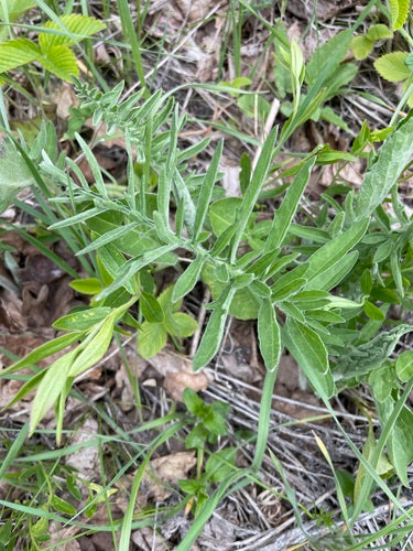 Skabiosen-Flockenblume — Bild 4