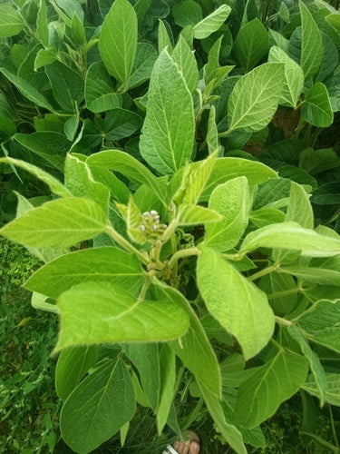 Sojabohne — Bild 2