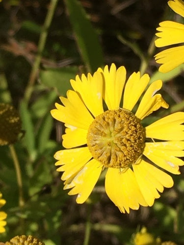 Sonnenbraut — Bild 3