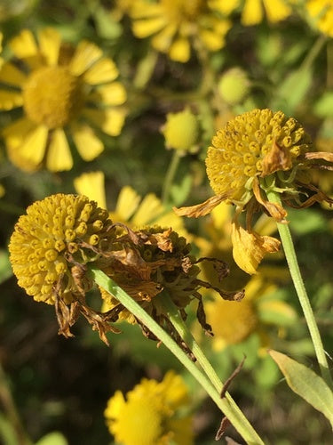 Sonnenbraut — Bild 2