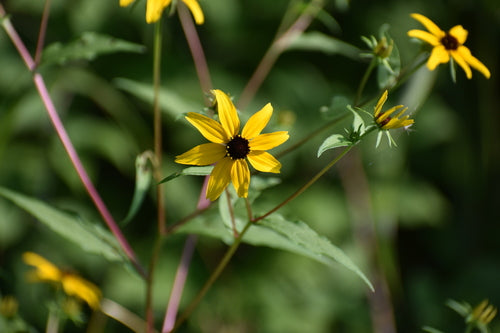 Sonnenhut — Bild 4