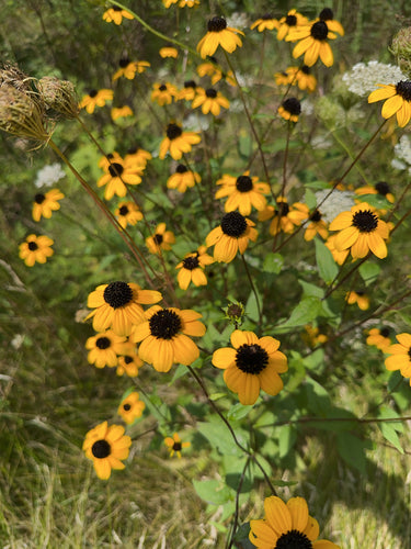 Sonnenhut — Bild 5