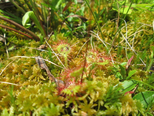Sonnentau — Bild 5