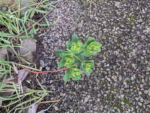 Sonnwend-Wolfsmilch — Bild 4