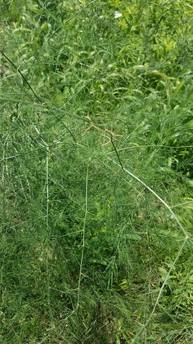 Spargel — Bild 4