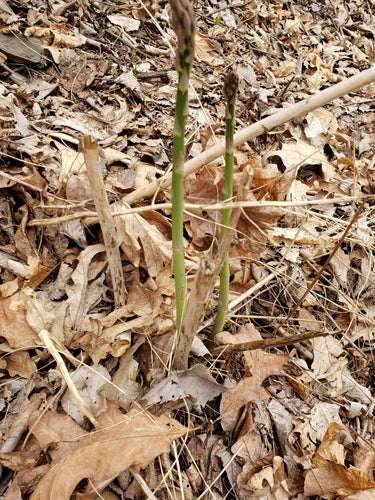 Spargel — Bild 3