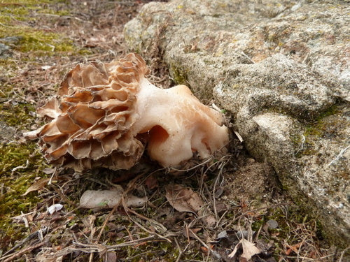 Speisemorchel — Bild 3 von 9