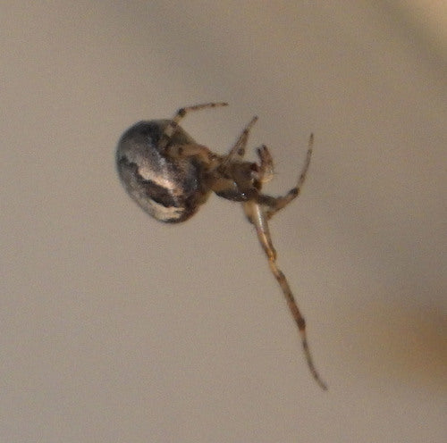 Spinnen — Bild 2