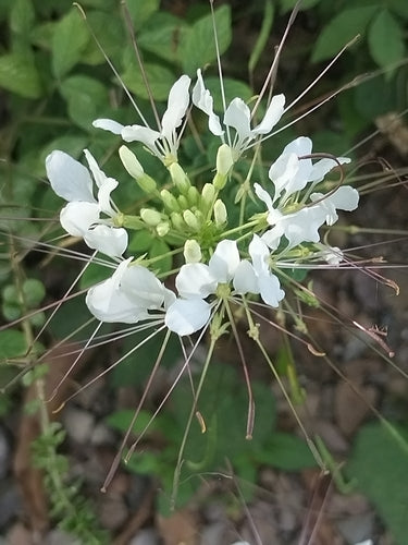 Spinnenblume — Bild 2