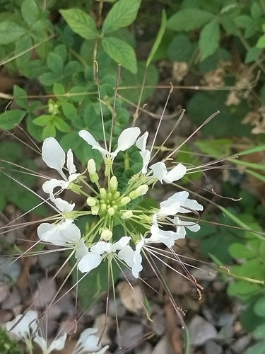Spinnenblume — Bild 1