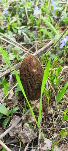 Spitz-Morchel — Bild 5