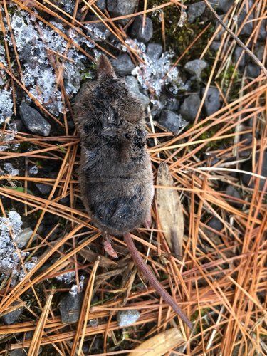 Spitzmäuse — Bild 4 von 52
