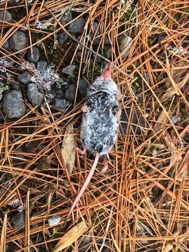 Spitzmäuse — Bild 3 von 52