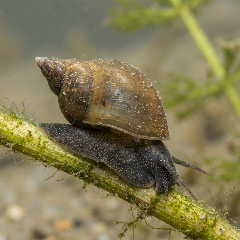 Spitzschlammschnecke