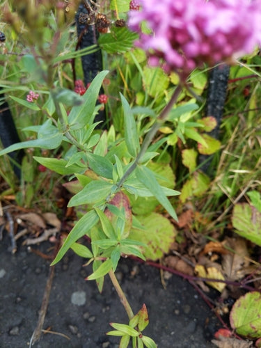 Spornblume — Bild 5