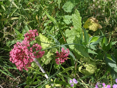 Spornblume — Bild 3