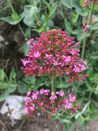 Spornblume — Bild 4