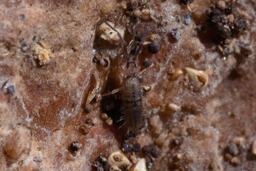 Springschwänze — Bild 3