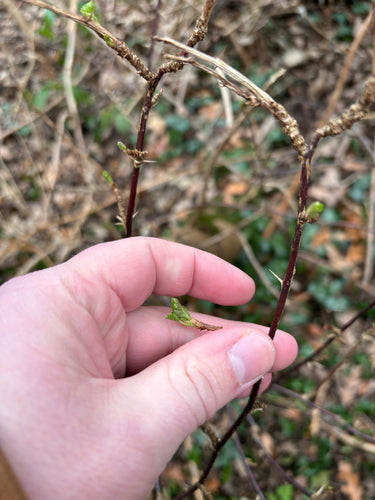 Stachelbeeren — Bild 4