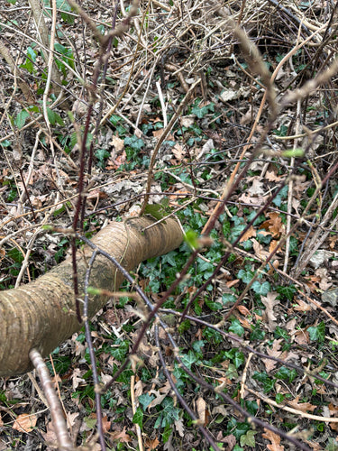 Stachelbeeren — Bild 5