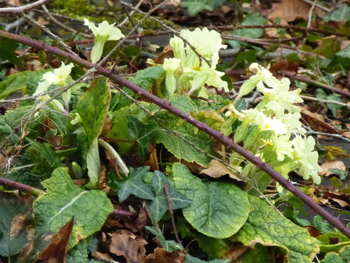 Stängellose Schlüsselblume — Bild 5