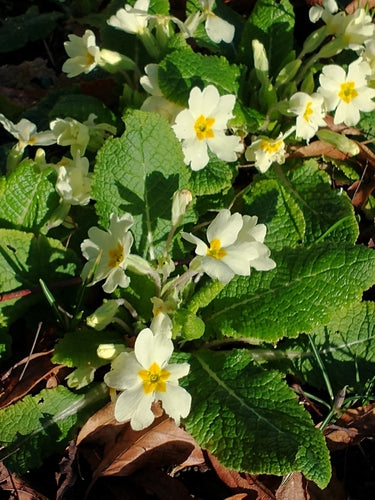 Stängellose Schlüsselblume — Bild 4