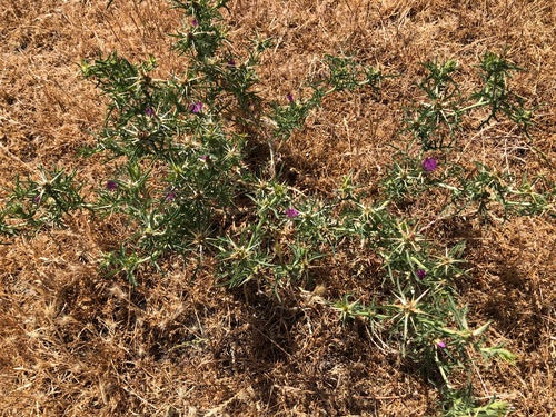 Stern-Flockenblume — Bild 4 von 9