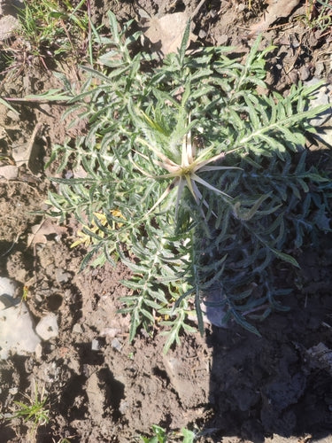 Stern-Flockenblume — Bild 2 von 9