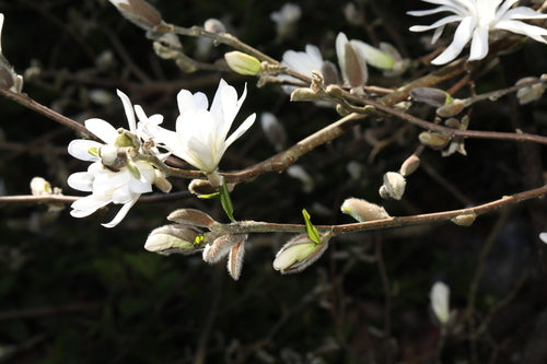 Stern-Magnolie — Bild 3