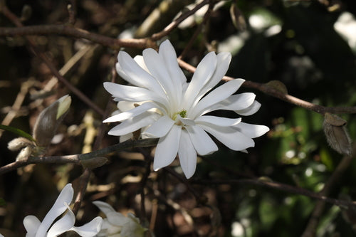 Stern-Magnolie — Bild 2