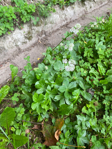 Sterndolde — Bild 3