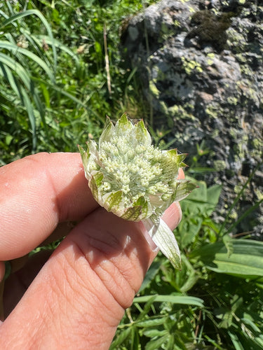 Sterndolde — Bild 4