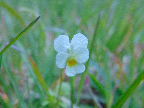 Stiefmuetterchen — Bild 5