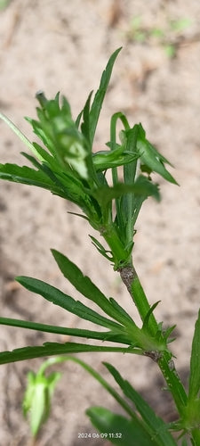 Stiefmuetterchen — Bild 4