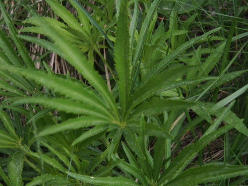 Stinkende Nieswurz — Bild 3