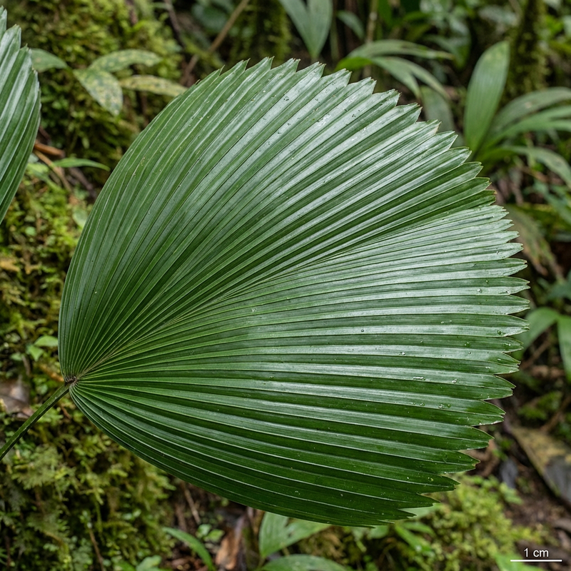 Strahlenpalme